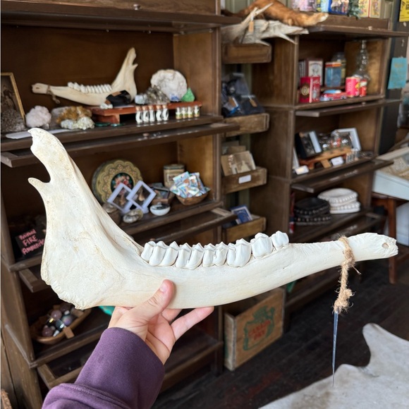 Natural Moose Jaw Bone Mandible - Picture 1 of 5